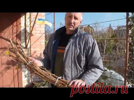▶ Виноград Заготовка и хранение виноградных черенков - YouTube