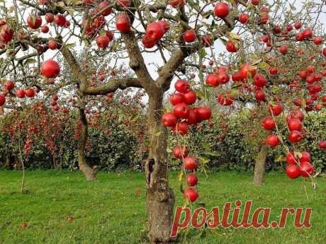 Запись на стене КАЖДЫЙ ГОД С ЯБЛОКАМИПодкормкиПрежде всего, уделяют большое внимание осенней обработке приствольных кругов: раз в 3-5 лет (и особенно перед предполагаемым обильным цветением) выкапывают по периметру кроны канавку 30x40 см и закладывают туда органику. Для больших деревьев такой прием з..