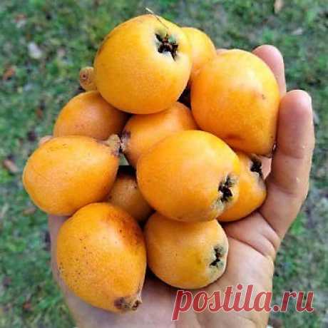 Nêspera Japonesa ou Ameixa Amarela Nome científico: Eriobotrya japônica Originária do sudeste da China, é conhecida no Brasil como ameixa-amarela e em Portugal como magnório. Tamanho da muda com aproximadamente 30cm, equivalente à segunda foto. Árvore que não ultrapassa os 10m de altura, tende a permanecer menor do que isso. As folhas rígidas possuem bordas serrilhadas e são bem verde-escuras, formando um belo efeito com as demais folhagens. As flores brancas surgem em peq...