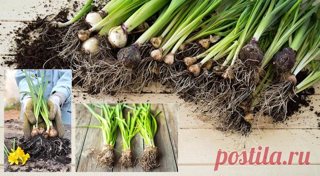 Когда пора выкапывать тюльпаны и нарциссы и зачем вообще это делать на Supersadovnik.ru