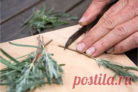 Черенкование лаванды в домашних условиях: как правильно нарезать и укоренить черенки