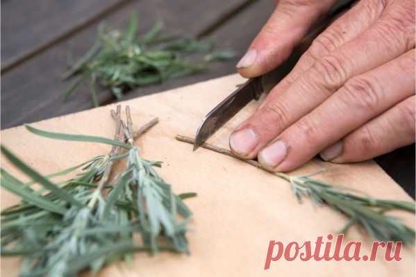 Черенкование лаванды в домашних условиях: как правильно нарезать и укоренить черенки