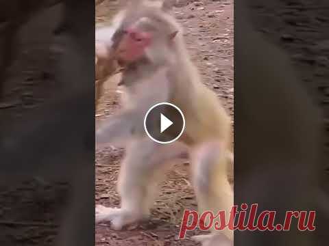 Обезьянка застряла #милыеживотные #смешныеживотные Обезьянка застряла #милыеживотные #смешныеживотные...