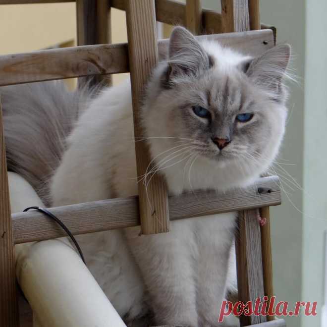 Невский маскарадный котик Ulian Formula Uspekha*rus, выпускник питомника Формула Успеха, живет в Польше.