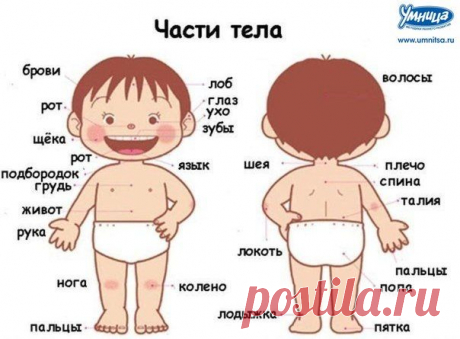 Тематическая  неделька &quot;Части тела&quot;. Организационный пост.