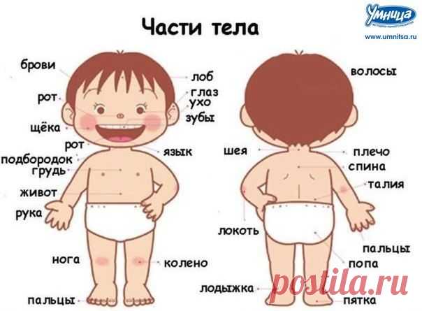 Тематическая  неделька "Части тела". Организационный пост.