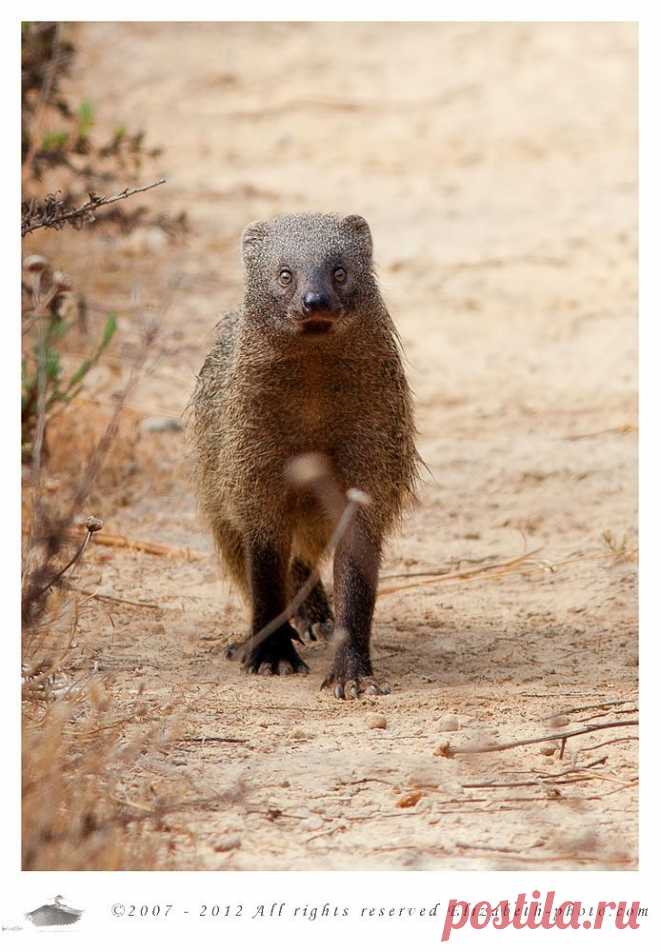 35PHOTO - Elizabeth - Египетский мангуст - Egyptian Mongoose