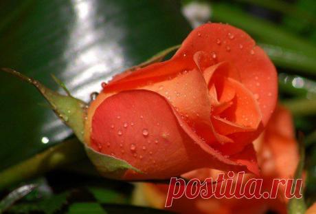 Фото пользователя Bиктор, Краснодар, 57 лет