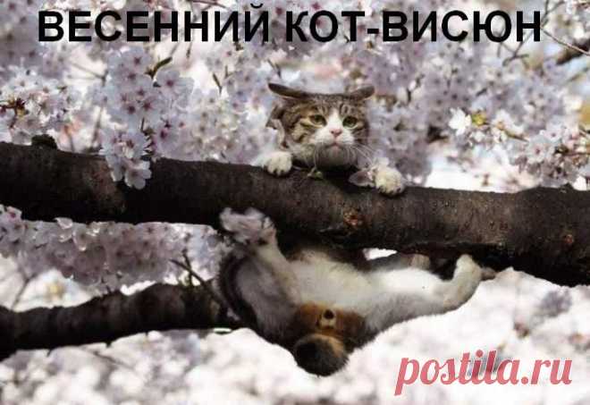 Висю....,висю....,душа полна тревоги!Открой же Мурка ты балкон....,уже отпали ноги=)))))))