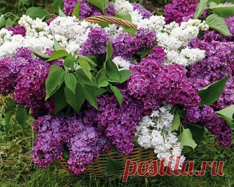 Как варить   варенье из сирени