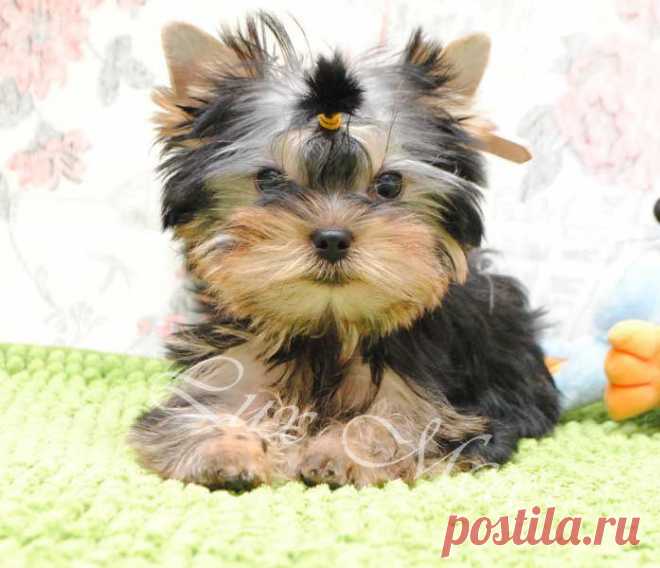 Щенок йоркширского терьера с кукольной мордочкой беби фейс Изюм | Йоркширские терьеры: продажа йоркширских терьеров – питомник Lux Mea г.Санкт-Петербург