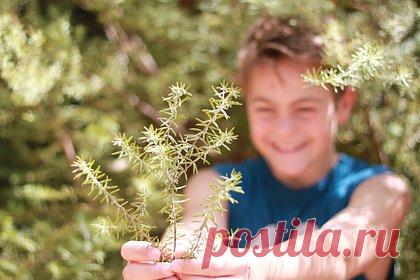 В Вологде появится питомник по выращиванию деревьев. В Вологде планируется создать питомник по выращиванию деревьев для озеленения города. Питомник появится в дендрологическом саду Вологодской государственной молочнохозяйственной академии. На его территории растут более 280 видов древесных и кустарниковых пород, акклиматизированных для данного региона.