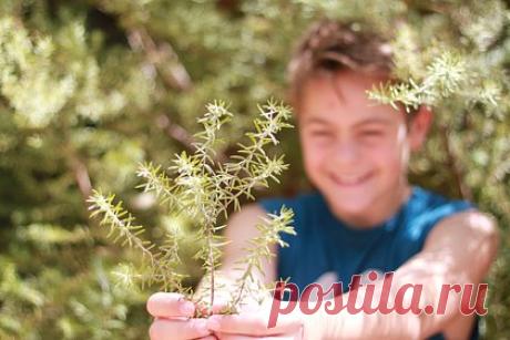 В Вологде появится питомник по выращиванию деревьев. В Вологде планируется создать питомник по выращиванию деревьев для озеленения города. Питомник появится в дендрологическом саду Вологодской государственной молочнохозяйственной академии. На его территории растут более 280 видов древесных и кустарниковых пород, акклиматизированных для данного региона.