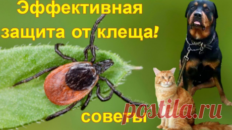 Как защитить от клеща собак и кошек - советы &amp;raquo; Женский Мир
