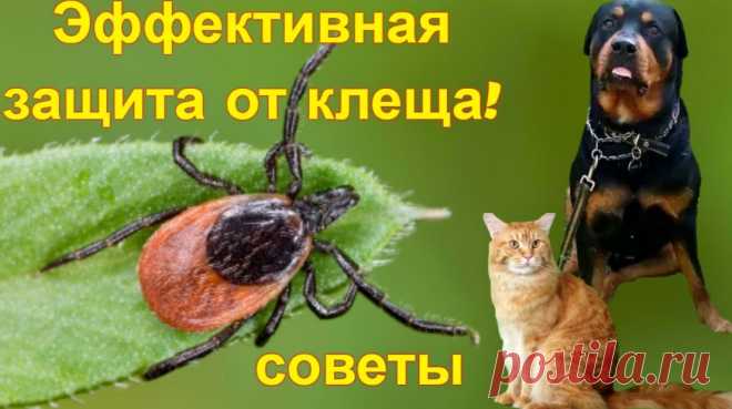 Как защитить от клеща собак и кошек - советы &raquo; Женский Мир