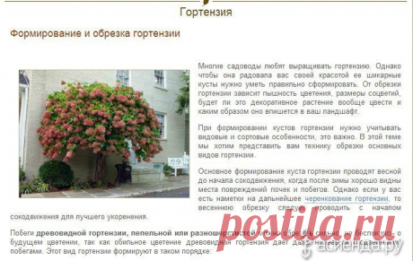 Формирование и обрезка гортензии: Группа Декоративные деревья и кустарники