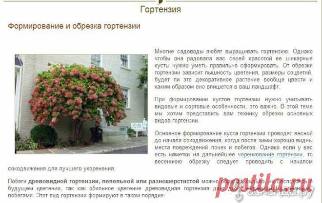 Формирование и обрезка гортензии: Группа Декоративные деревья и кустарники