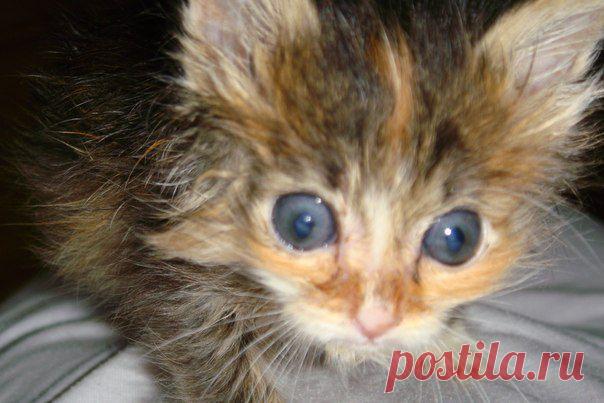 Свою кроху нашла в другой стране. Посмотрите, какая прелесть выросла! | Все о наших питомцах