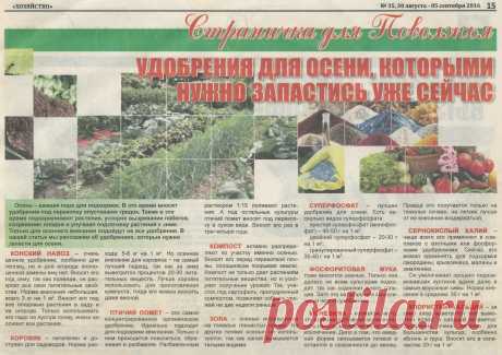 Удобрения для осени, которыми нужно запастись уже сейчас