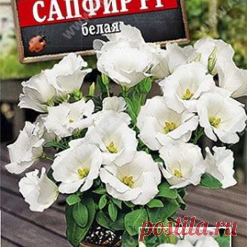 Семена. Эустома 