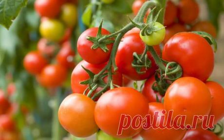 Как защитить помидоры от фитофторы в открытом грунте :: Сад и огород :: Сад и огород