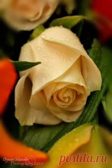Una Rosa | roses