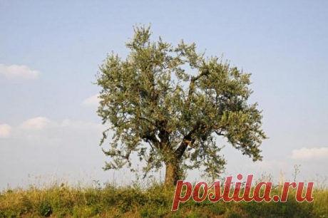 7 деревьев, возраст которых превысил 2 000 лет Давайте посмотрим на 7 удивительных деревьев, которые появились на свет еще до Рождества Христова. 1. Вы знали, что оливковые деревья могут жить в течение 3 350 лет? Древний образец Oliveira do Mouchã...