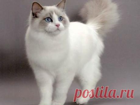 Самые дружелюбные породы кошек