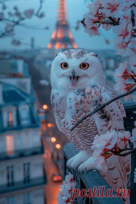 Изображение пина-истории