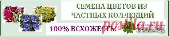 Вкусные томаты - как получить? | Дачникам