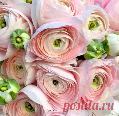 Поздравляю всех Танюшек с праздником! С Днём Татьяны! 😊🌺