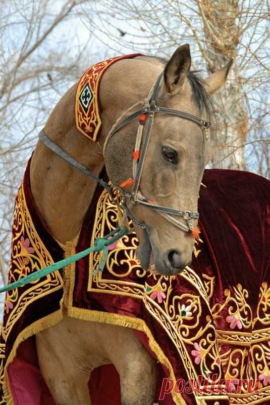 Арабский скакун