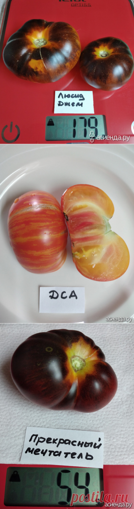 Экскурс по томатам с антоцианом этого сезона.: Дневник пользователя Васильева68