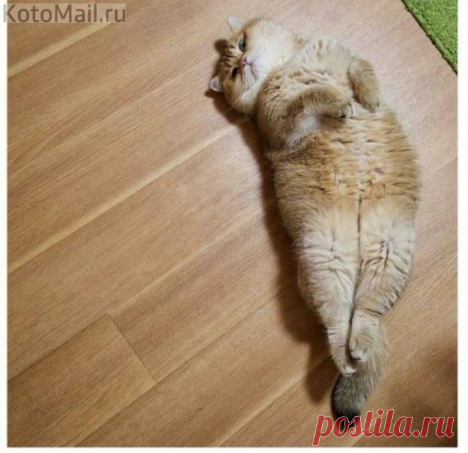 Когда ты толстенький, но всё равно грациозный