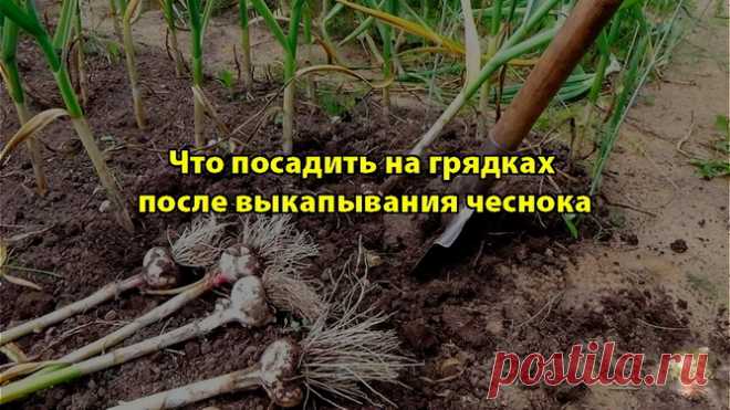 Что можно посадить после уборки чеснока в июле и августе - Своими руками на даче - как посеять, сажать, ухаживать за растениями и цветами