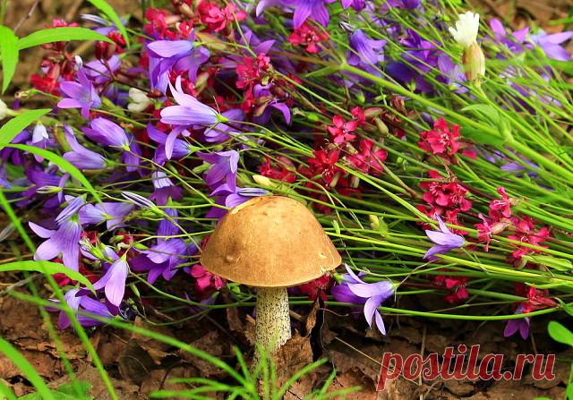 АРОМАТЫ ЛУГОВОГО РАЗНОТРАВЬЯ...