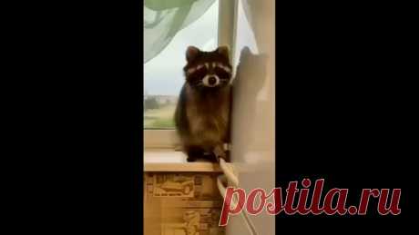 Еще хотите енота?