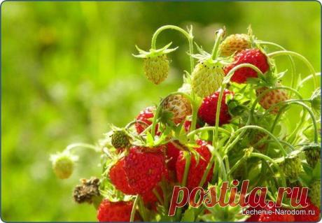 Большая польза маленькой ягодки / Медицина для всех