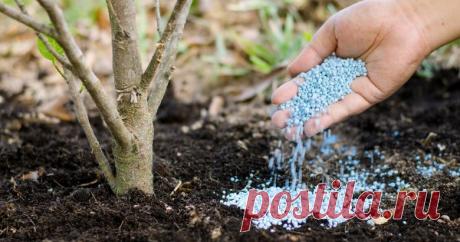 Какие удобрения вносить весной: чем подкормить сад, огород, газон и цветник Весной уход за газоном, садом, грядками, деревьями, кустарниками и цветами начинается с внесения подходящих удобрений. Как их выбрать, и какая порция нужна каждому из растений? Ответы на эти вопросы должен знать каждый дачник.