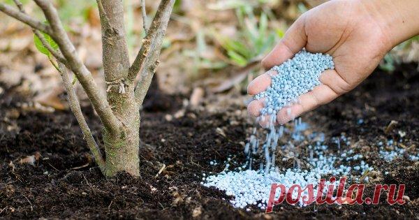 Какие удобрения вносить весной: чем подкормить сад, огород, газон и цветник Весной уход за газоном, садом, грядками, деревьями, кустарниками и цветами начинается с внесения подходящих удобрений. Как их выбрать, и какая порция нужна каждому из растений? Ответы на эти вопросы должен знать каждый дачник.