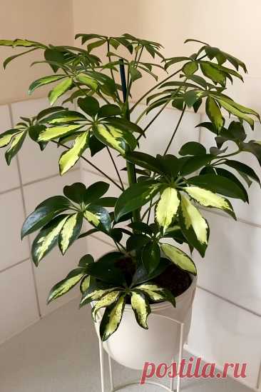Цветок Шеффлера: комнатное растение с элегантной листвой &amp;#8211; Agro-Info