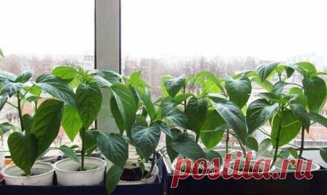 ДЛЯ КРЕПКОЙ РАССАДА ПЕРЦА