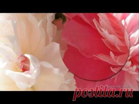 Самая красивая музыка для Души и пионы. Саксофон.Трубач.Peony flowers. Podryga-on-line.ru