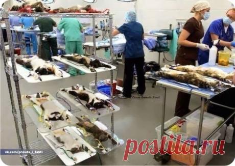 А Вы думали, косметика тестируется по-другому?! Давайте не будем поддерживать производителей, которые тестируют и мучают животных&hellip;        	Всем нам попадала в глаза маленькая капля шампуня, и мы тщательно промывали глаза, чтобы смыть шампунь, потому что он очень жжет глаза. А представьте себе, каково