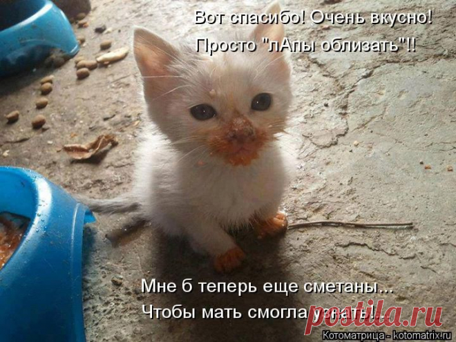 kotomatritsa_F.jpg (Изображение JPEG, 720 × 540 пикселов)