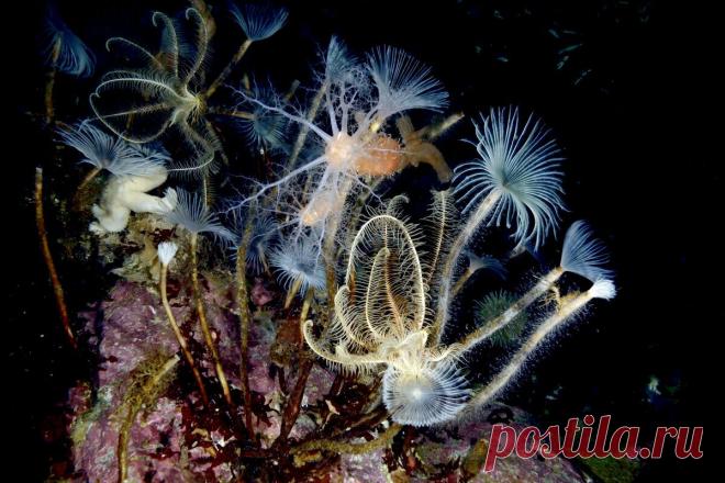 Новый взгляд на Антарктиду Подводные сады