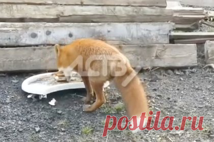 Лиса съела самостоятельно приготовленный гамбургер и попала на видео на Курилах. Одна из лисиц, обосновавшихся недалеко от полигона твердых бытовых отходов в Северо-Курильске на острове Парамушир, самостоятельно приготовила себе гамбургер. На кадрах видно, как хищница хватает куски хлеба и котлеты, складывая их в характерной для сэндвича последовательности, а затем съедает.