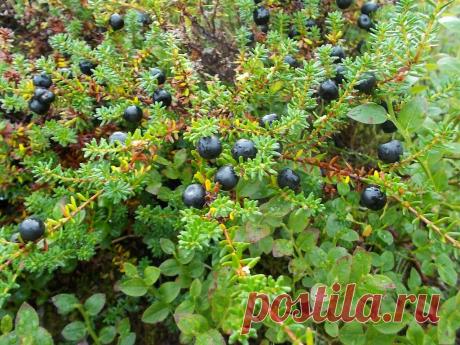 Я ЛЮБЛЮ САХАЛИН!
Анатолий Занин