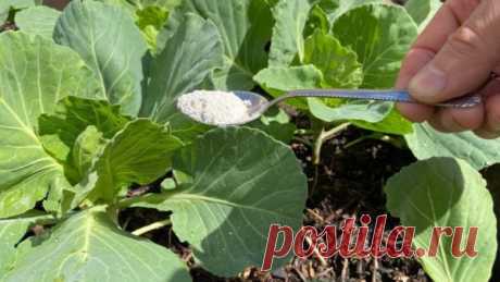 Капуста никогда не будет болеть, если при посадке добавить простое средство Чтобы избежать возникновения болезней у капусты любого вида, при посадке добавьте одно простое средство. Это будет отличная профилактика