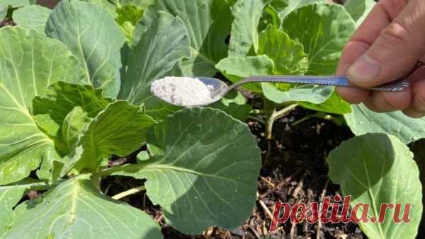 Капуста никогда не будет болеть, если при посадке добавить простое средство Чтобы избежать возникновения болезней у капусты любого вида, при посадке добавьте одно простое средство. Это будет отличная профилактика